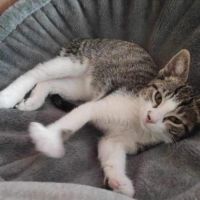 Bahamas magnifique junior à adopter #1