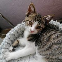 Bahamas magnifique junior à adopter #0