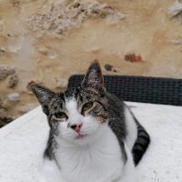 Bahamas magnifique junior à adopter #3