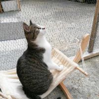 Bahamas magnifique junior à adopter #4