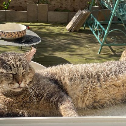 Barou à adopter si gentil sos #2