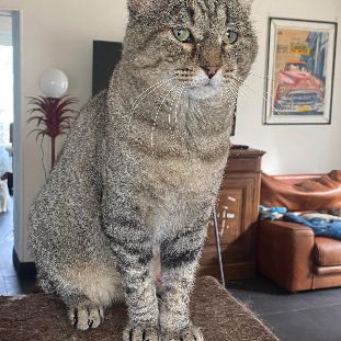 Barou à adopter si gentil sos #5