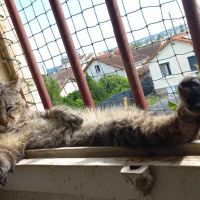 Barou à adopter si gentil sos #0