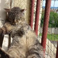 Barou à adopter si gentil sos #3