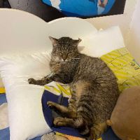 Barou à adopter si gentil sos #4