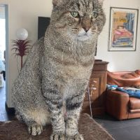 Barou à adopter si gentil sos #5