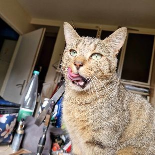 Ela à adopter très jolie tigrée, adorable #1