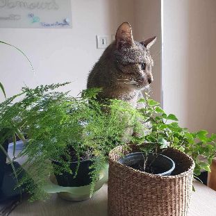 Ela à adopter très jolie tigrée, adorable #5