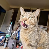 Ela à adopter très jolie tigrée, adorable #1