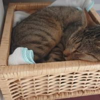 Ela à adopter très jolie tigrée, adorable #2