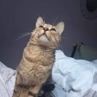 Ela à adopter très jolie tigrée, adorable #0