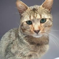 Ela à adopter très jolie tigrée, adorable #4