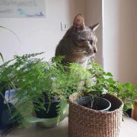 Ela à adopter très jolie tigrée, adorable #5