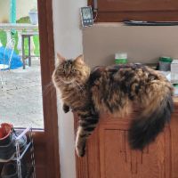 Saxo sublime chat polis longs #0