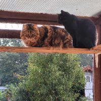 Saxo sublime chat polis longs #2