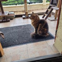 Saxo sublime chat polis longs #3