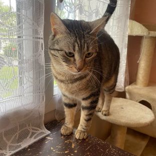 Dhairya adorable mais timide tigree a adopter #1