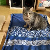 Dhairya adorable mais timide tigree a adopter #2