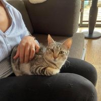 Dhairya adorable mais timide tigree a adopter #3