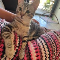 Dhairya adorable mais timide tigree a adopter #0