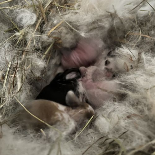 Lapins nains et bélier #2