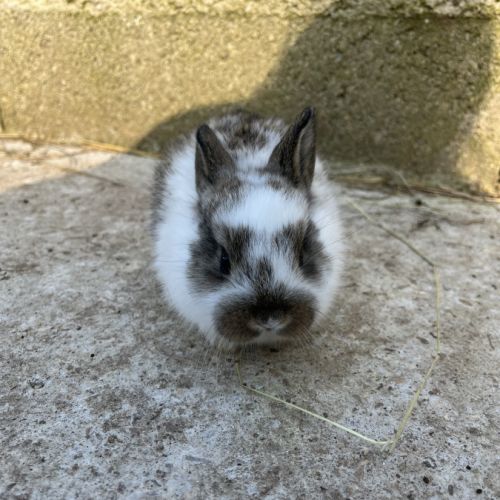 Lapins nains et bélier #4