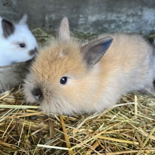 Lapins nains et bélier #5