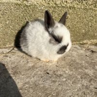 Lapins nains et bélier #3