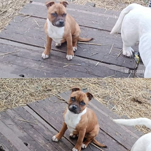 Staffordshire bull terrier male 5 mois staffie #1