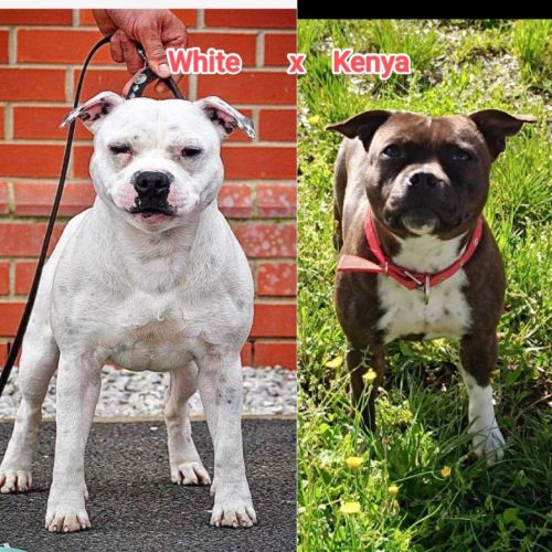 Staffordshire bull terrier male 5 mois staffie #3