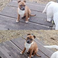 Staffordshire bull terrier male 5 mois staffie #1