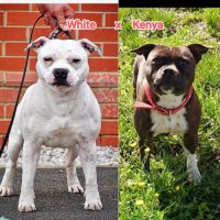 Staffordshire bull terrier male 5 mois staffie #3