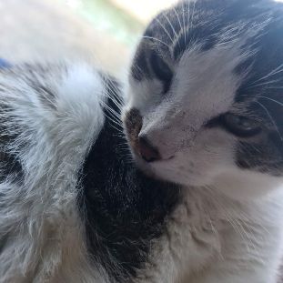 Bosi adulte à adopter très joueur et gentil #2