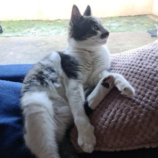 Bosi adulte à adopter très joueur et gentil #3