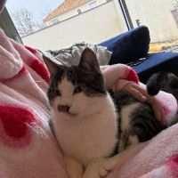 Bosi adulte à adopter très joueur et gentil #1