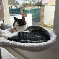 Bosi adulte à adopter très joueur et gentil #0