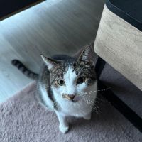 Bosi adulte à adopter très joueur et gentil #5