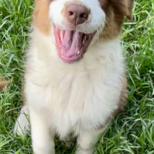 Magnifiques chiots berger australien lof #2