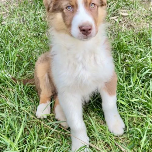 Magnifiques chiots berger australien lof #3