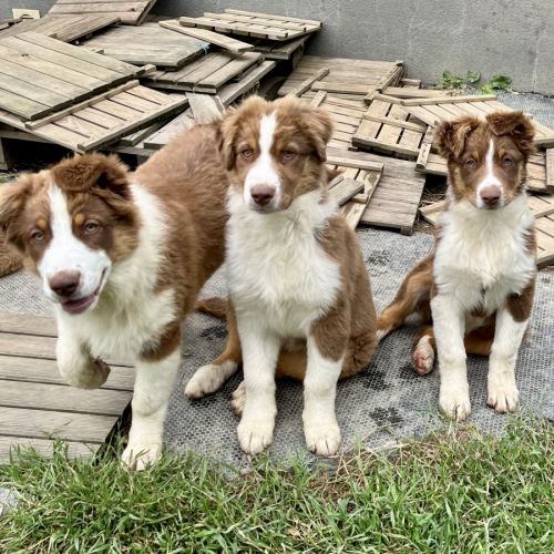 Magnifiques chiots berger australien lof #4