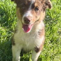 Magnifiques chiots berger australien lof #1