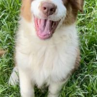 Magnifiques chiots berger australien lof #2