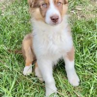 Magnifiques chiots berger australien lof #3