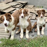 Magnifiques chiots berger australien lof #4