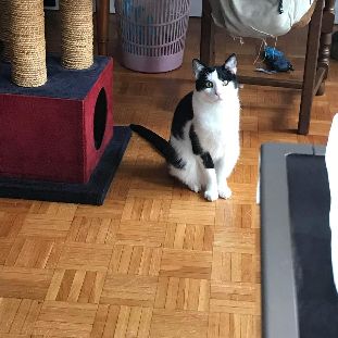 Vezemir timide mais adorable #3