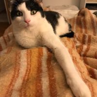 Vezemir timide mais adorable #2