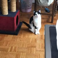 Vezemir timide mais adorable #3