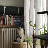 Vezemir timide mais adorable #4