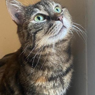 Tequila superbe tigree #2