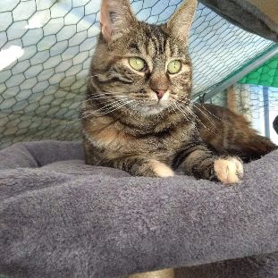 Tequila superbe tigree #3